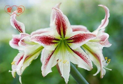 2021招募美丽事业合伙人 农作物种子经营